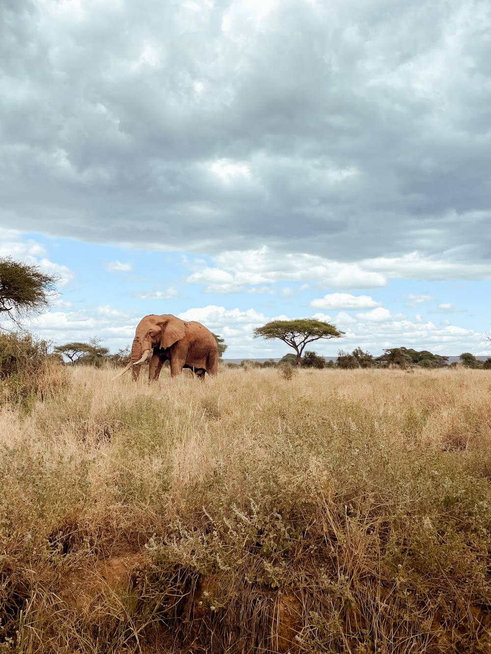 Kenya X Amboseli