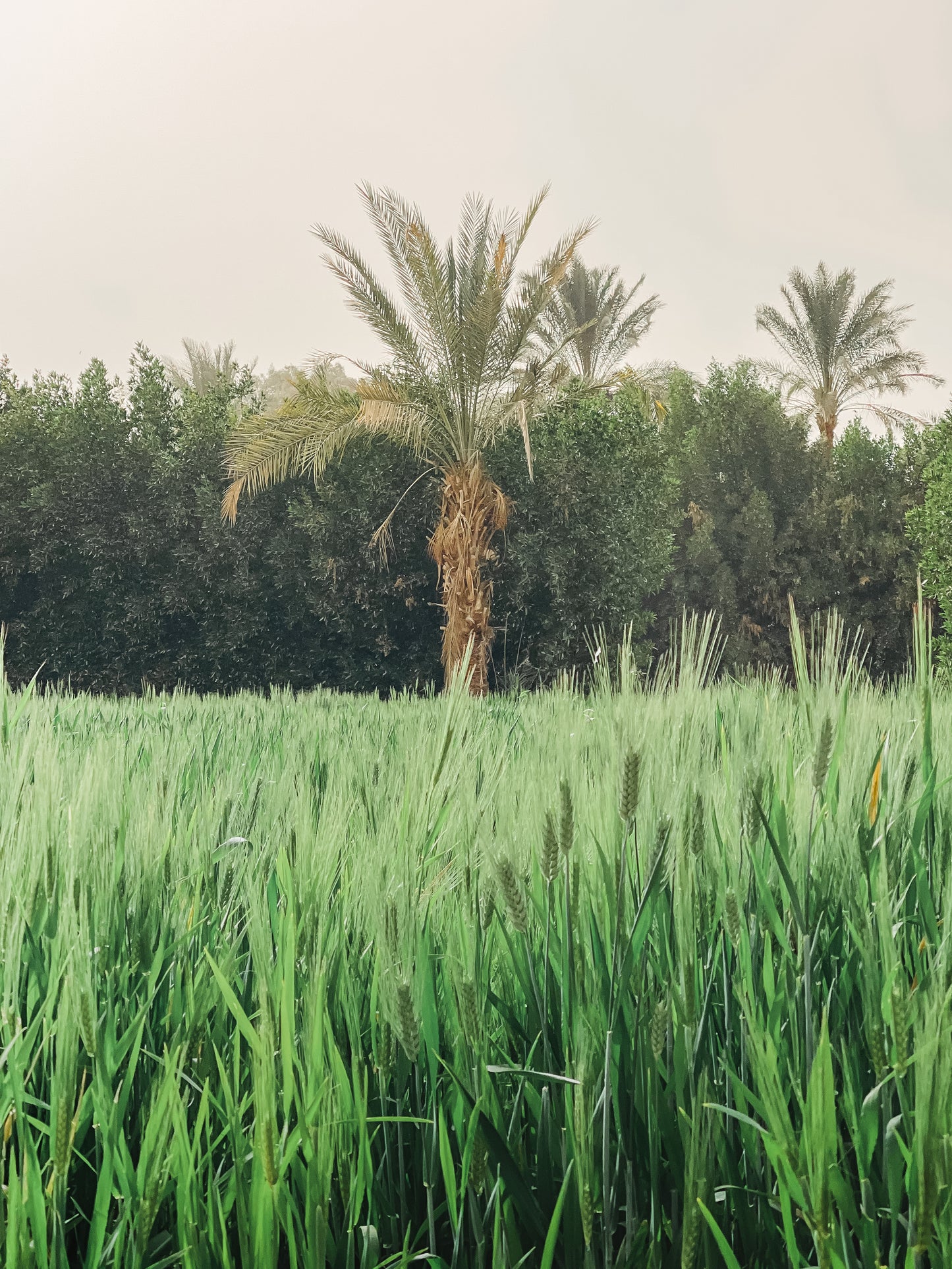 Fayoum Oasis