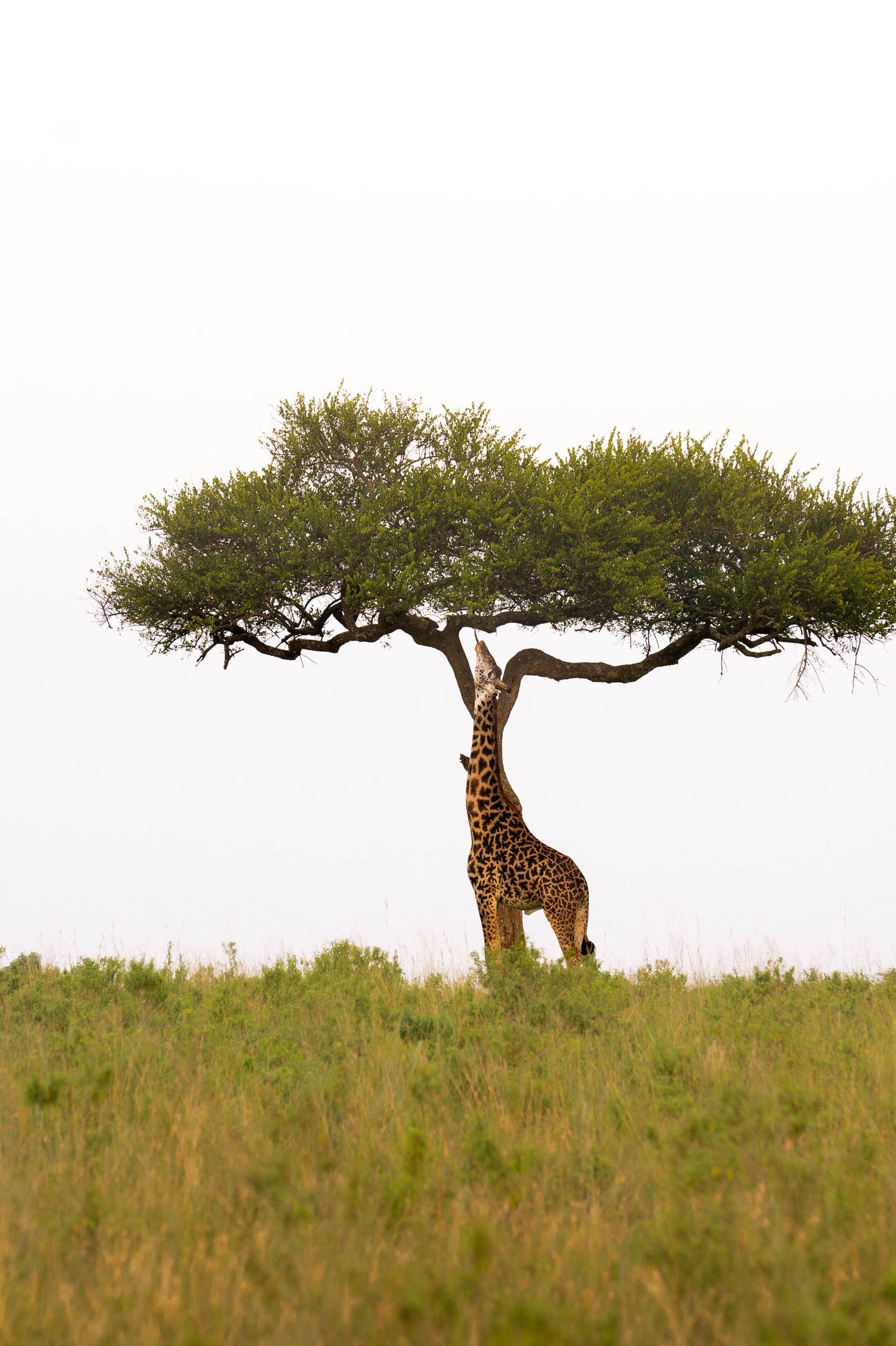 Kenya X Masai Mara