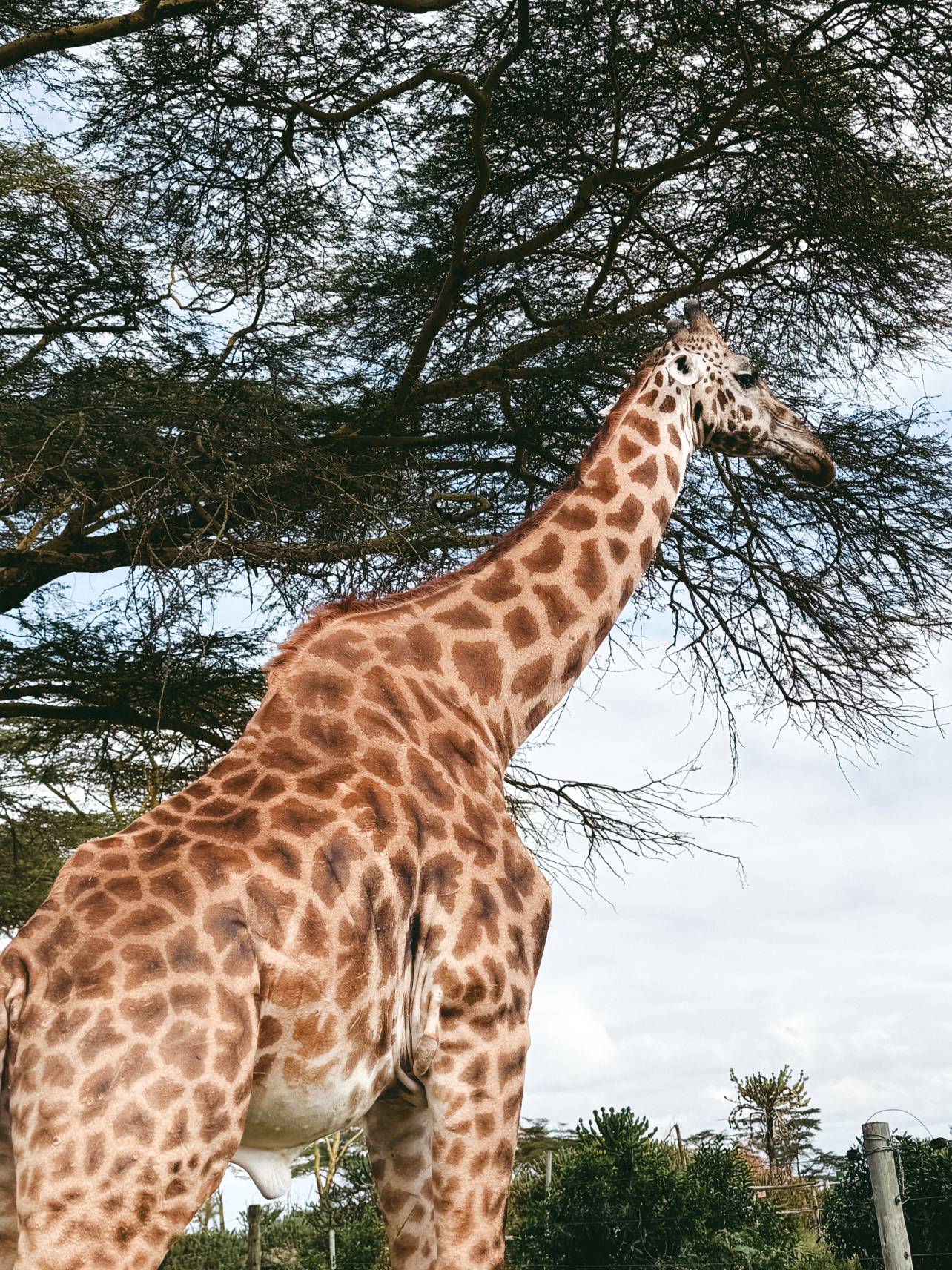 Kenya X Amboseli