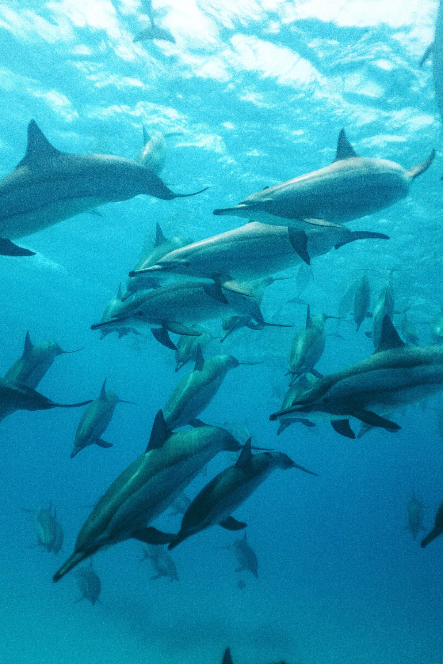 Red Sea Sailing