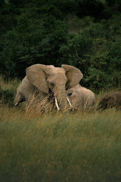 Kenya X Masai Mara