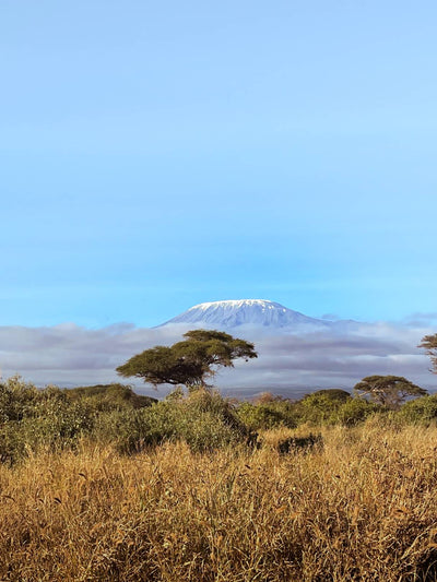 Kenya X Amboseli